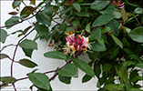 Kaprifolia / Lonicera periclymenum Belgica Select