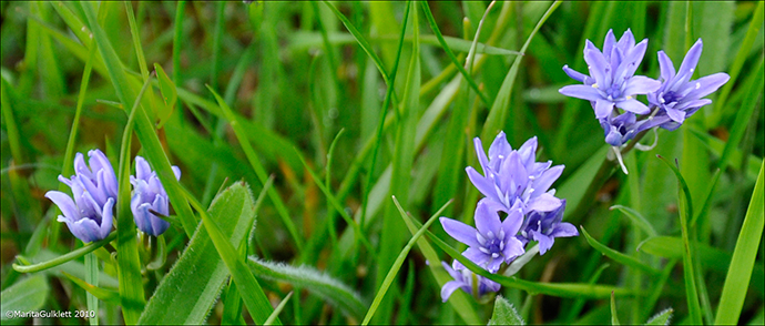 Vrbllilja / Scilla verna