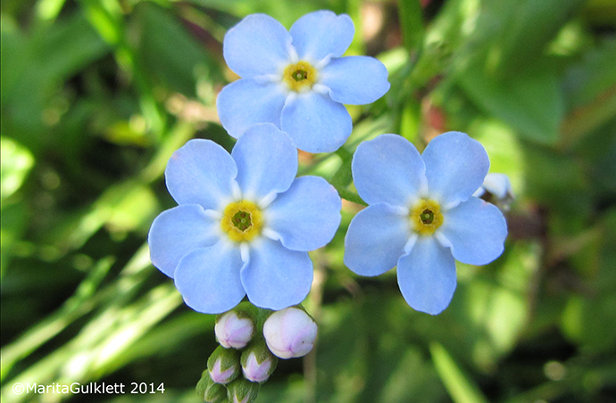 Mrihoyls (Gloym meg ei) / Myosotis scorpioides