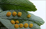 Søtur kumlakampur / Polypodium vulgare L.