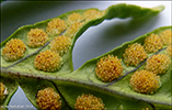 Søtur kumlakampur / Polypodium vulgare L.