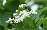 Seljuroynir / Sorbus intermedia