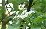 Seljuroynir / Sorbus intermedia