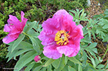 Hendan "froyska" bndarsan er helst innflutt upprunaliga. Hon var tikin vi heim  bygdina, t tey seinastu flkini fluttu av Boruni  Nlsoy / This rose was probably imported to the Faroe Islands a long time ago and planted at the lighthouse in Boran on Nlsoy. When the last caretaker at the ligthouse moved back to the village, he transported the rose with him and planted it by his house in the village. 