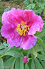 Hendan "froyska" bndarsan er helst innflutt upprunaliga. Hon var tikin vi heim  bygdina, t tey seinastu flkini fluttu av Boruni  Nlsoy / This rose was probably imported to the Faroe Islands a long time ago and planted at the lighthouse in Boran on Nlsoy. When the last caretaker at the ligthouse moved back to the village, he transported the rose with him and planted it by his house in the village. 