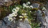 Klettaskriðublóma / Cardaminopsis petraea