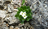 Fjallavárperla / Draba norvegica Gunn. (Draba rupestris R.Br.)