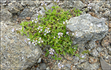 Lknabldepla / Veronica officinalis L.