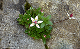 Stjrnusteinbrot / Saxifraga stellaris