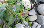 Fjrurmblka / Atriplex glabriuscula