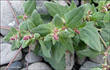 Fjrurmblka / Atriplex glabriuscula