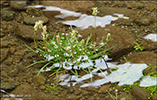 Sævargøtubrá / Plantago maritima L. Saksun 2014