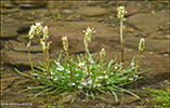 Sævargøtubrá / Plantago maritima L. Saksun 2014