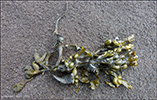 Hlputur blatari / Ascophyllum nodosum