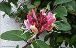 Kaprifolia / Lonicera periclymenum Belgica Select