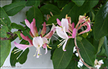 Kaprifolia / Lonicera periclymenum Belgica Select