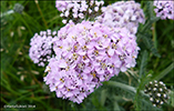 Margblømdur rølikur / Achillea millefolium L., Vágar