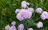 Margblømdur rølikur / Achillea millefolium L., Vágar