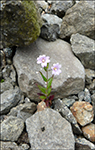 Epilobium sp.