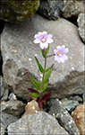 Epilobium sp.