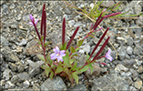Arvadnurt / Epilobium anagallidifolium Lam.
