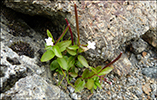 Ljós dúnurt Epilobium lactiflorum Hausskn.