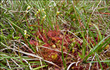 Rundblaa sldgg / Drosera rotundifolia