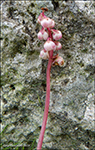 Vetrarlilja / Pyrola minor L.