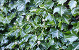 Hedera helix