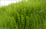 Kannubjlluvsa / Equisetum arvense L.