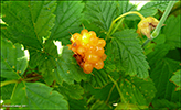 DK Laksebr / Rubus spectabilis