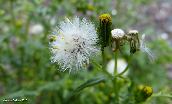 Loin danadi / Senecio vulgaris