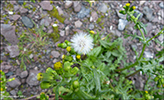 Loin danadi / Senecio vulgaris