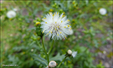 Loin danadi / Senecio vulgaris