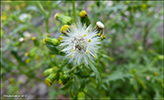 Loðin danadái / Senecio vulgaris