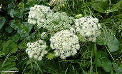 Bakkaslkja / Angelica sylvestris L.