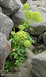 Heima- ella bjargahvonn / Angelica archangelica L. subsp. archangelica (Archangelica officinalis Hoffm.)