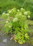 Heima- ella bjargahvonn / Angelica archangelica L. subsp. archangelica (Archangelica officinalis Hoffm.)