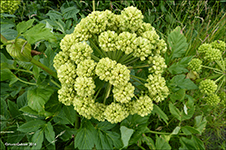 Heima- ella bjargahvonn / Angelica archangelica L. subsp. archangelica (Archangelica officinalis Hoffm.)