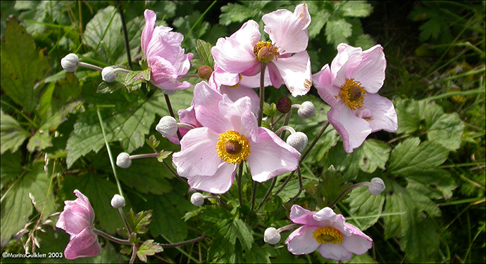 Anemone hupehensis