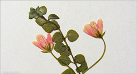 Neyðarnartl / Lysimachia tenella L. (Synonym Anagallis tenella L.)