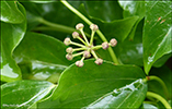 Hedera helix