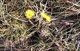 Loðið hóvblað / Tussilago farfara L. Tórshavn.