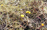 Loðið hóvblað / Tussilago farfara L. Tórshavn.