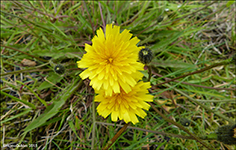 Vrhagaslja / Taraxacum vulgare (L.)