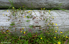 Børkumura / Børkuvísa Potentilla erecta