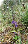 Vanligt undirlgugras / Pinguicula vulgaris.