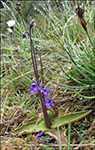 Vanligt undirlgugras / Pinguicula vulgaris.