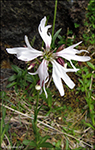 Reyakkuleya / Lychnis flos-cuculi L.