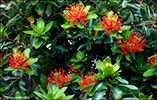 Eldrunnur / Embothrium coccineum